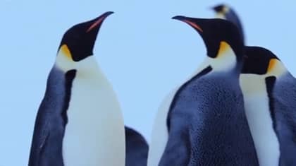 ​Jealous Penguin Had David Attenborough's Dynasties Viewers In Stitches Last Night