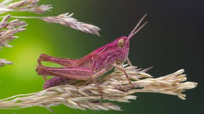 A Rare Pink Grasshopper Has Been Spotted In The UK