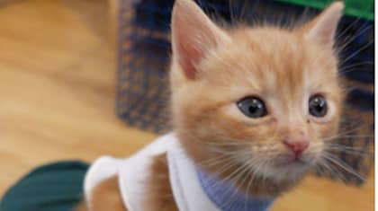 RSPCA Is Appealing For Baby Socks For Cats For An Adorable Reason