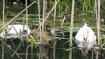 RSPCA Launches Search After Swan Is Shot Dead While Sitting On Her Nest Of Eggs