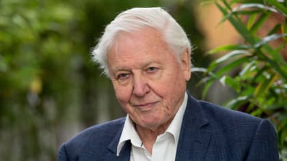 Sir David Attenborough Has Been Named The Nation’s Dream Prime Minister