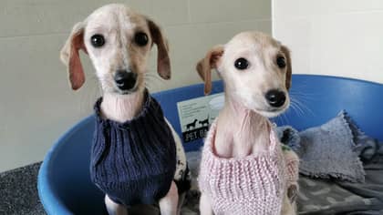 ​Abandoned Balding Puppies Nursed Back To Health In Christmas Jumpers