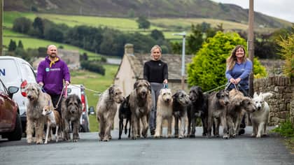 Family Who Share Their House With 10 Massive Irish Wolfhounds Are Literally Living The Dream