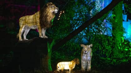 ​Chester Zoo's Lantern Festival Is Returning This Year