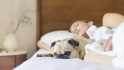 Sleeping With Your Dog In Your Bed Is Actually Really Good For You, Study Finds
