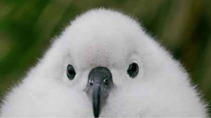 'Seven Worlds, One Planet' Has Fans In Tears As Baby Albatross Abandoned