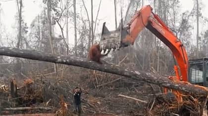 'Climate Change: The Facts' Viewers Heartbroken Over Orangutan Scene