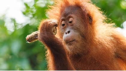 Peru Commits To Ban Palm Oil Deforestation In ‘Momentous’ Move 