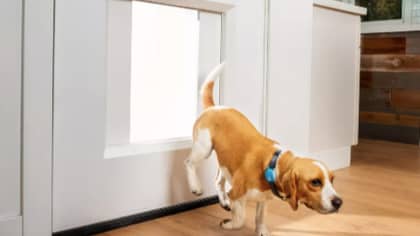 You Can Now Get A Doggie Door That Connects Yo Your Phone To Let Your Dog Out