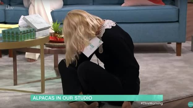 Holly Willoughby In Hysterics As Alpaca Spits In Phillip Schofield's Face On 'This Morning'