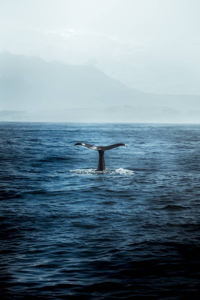 More than 350 scientists have signed an open letter calling for urgent action to save cetaceans (Credit: Unsplash)