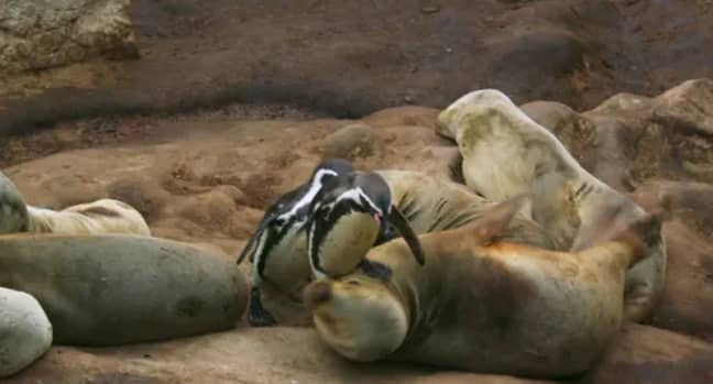 Penguins were shown on an incredible crowd surfing mission (Credit: BBC)