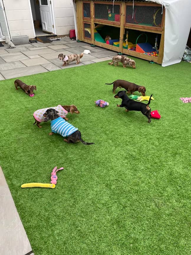 The hotel guests love playing with soft toys in the garden (Credit: Samantha Mannock)