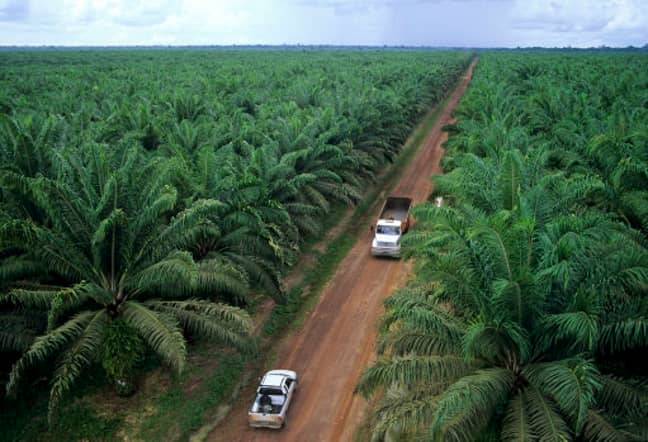Natural rain forest are destructed for palm oil plantations. Credit: PA Images