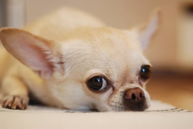 For small breeds like chihuahuas large amounts of chocolate can be deadline (Credit: Pexels)