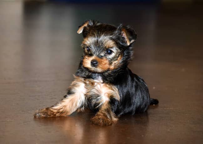 The Scottish SPCA has issued a warning about purchasing puppies (Credit: Shutterstock)