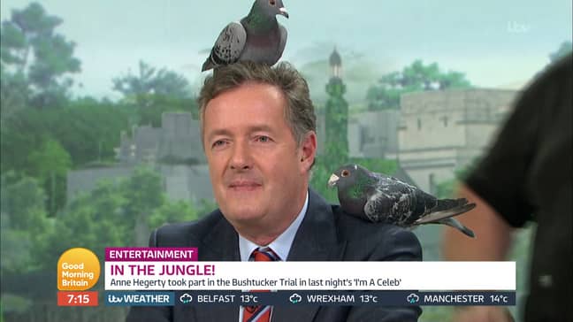A 2018 episode of Good Morning Britain showing Piers Morgan covered in pigeons (Credit: ITV)