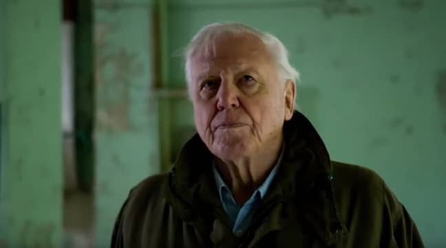 David Attenborough will issue a stark warning about the state of the natural world (Credit: Altitude Films)