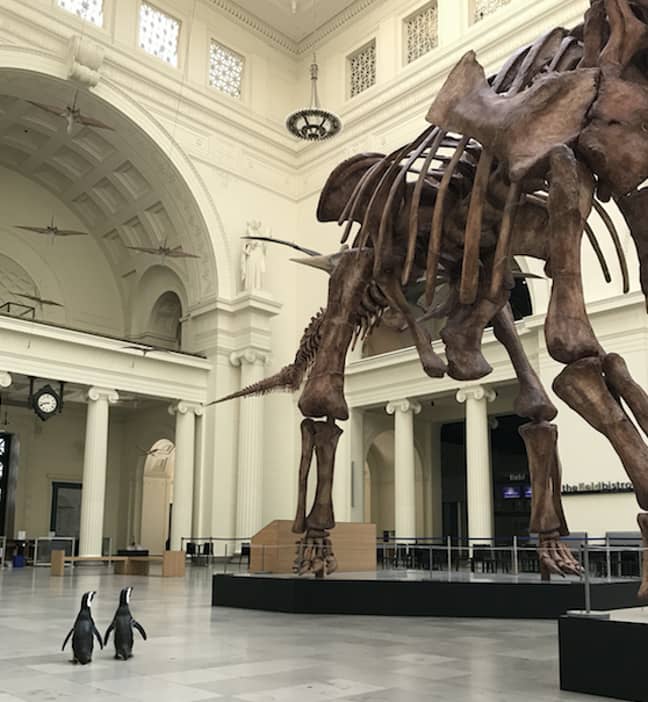 The penguins checked out the dinosaurs (Credit: Field Museum) 