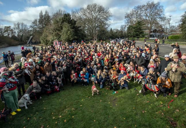 The world record attempt for the biggest gathering of dogs in Christmas jumpers was smashed on Sunday (Credit: Save The Children)
