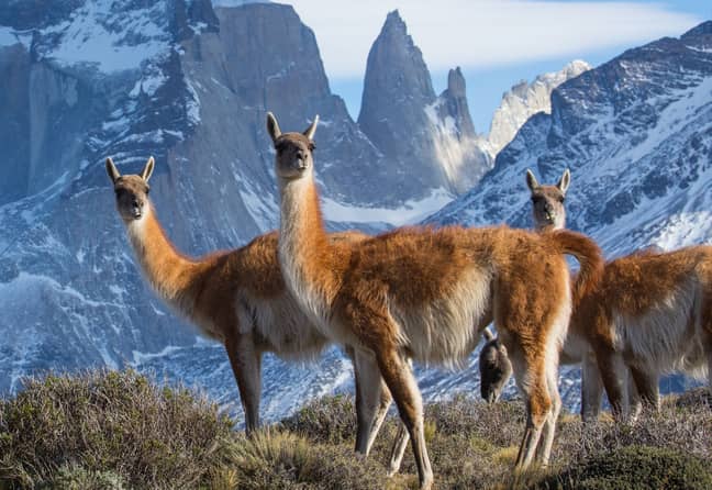 Episode two will feature Guanaco who have been snapped here in the Torres del Paine National Park, Chile. (Credit: BBC NHU/Chadden Hunter)