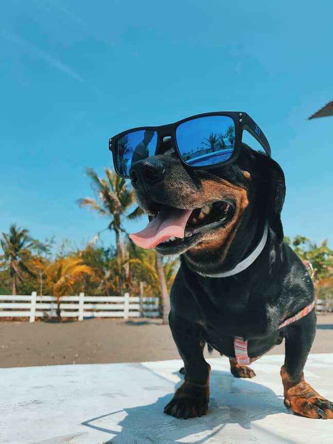 Not all dogs like hot weather (Credit: Unsplash)