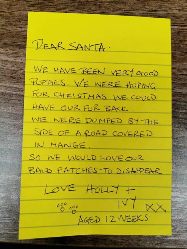 The pups asked RSPCA staff to help write a letter to Santa (Credit: RSPCA)
