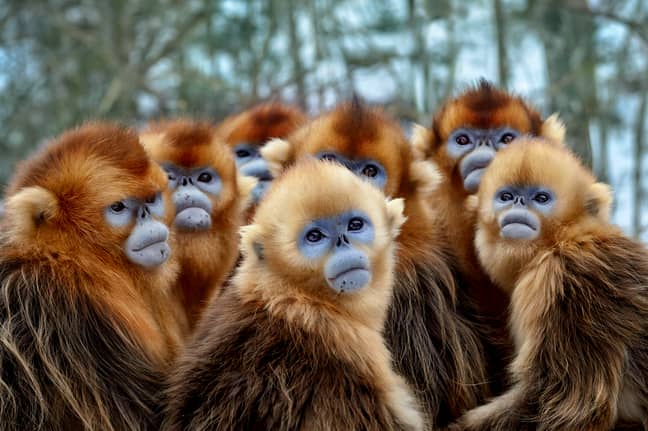 These Golden snub-nosed monkeys were filmed for the series in China. (Credit: BBC NHU/Nick Green)