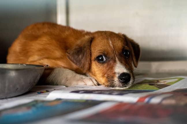 Tougher sentences for animal abusers are one step closer to being introduced in Wales, the RSPCA report (Credit: Unsplash)