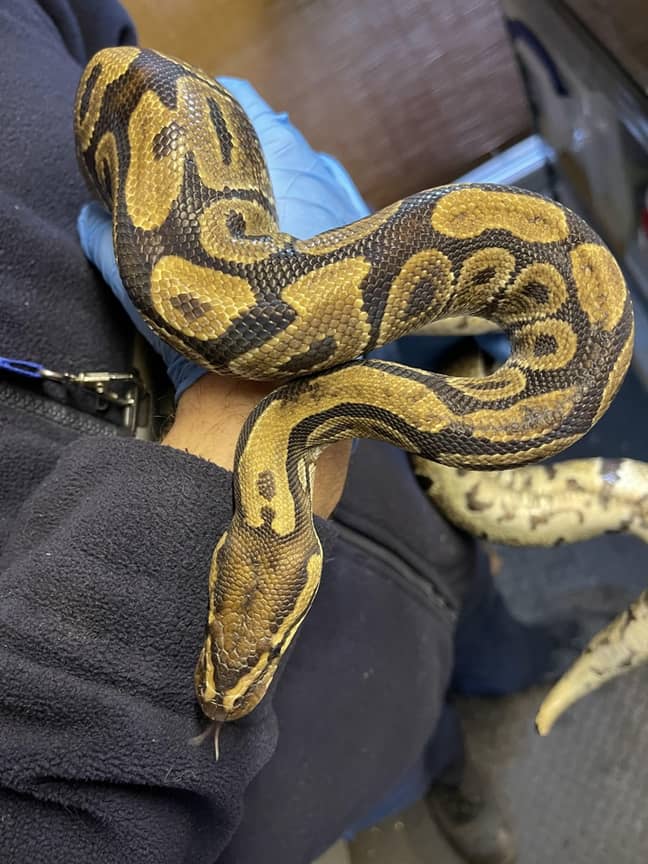 The snake is believed to be an escaped or abandoned pet (Credit: RSPCA)