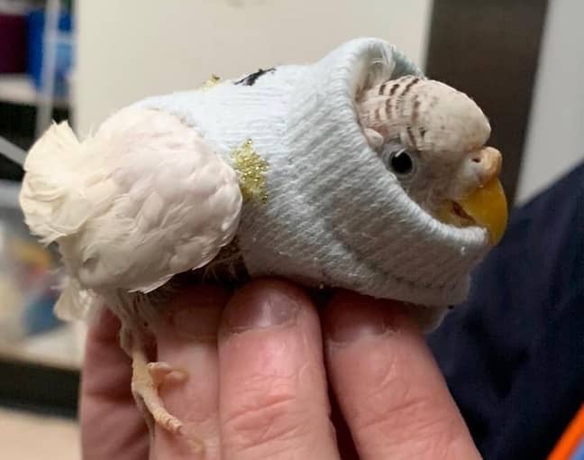 Even budgies are benefitting, like this one 'Princess' who lost her warm feathers in a fight (Credit: RSPCA Putney Animal Hospital)