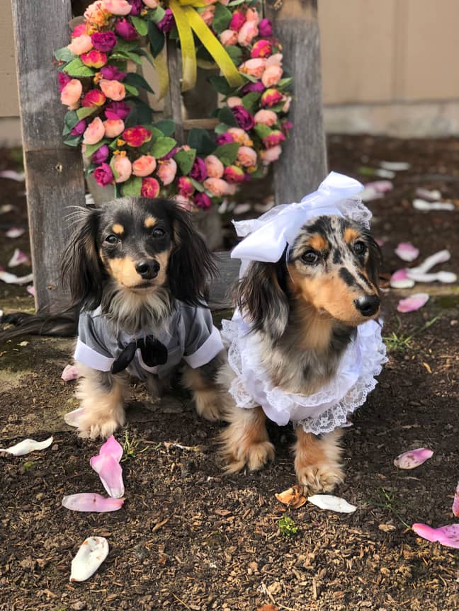 Abram and Erin decided the loved up pooches deserved a wedding ceremony. (Credit: Caters)