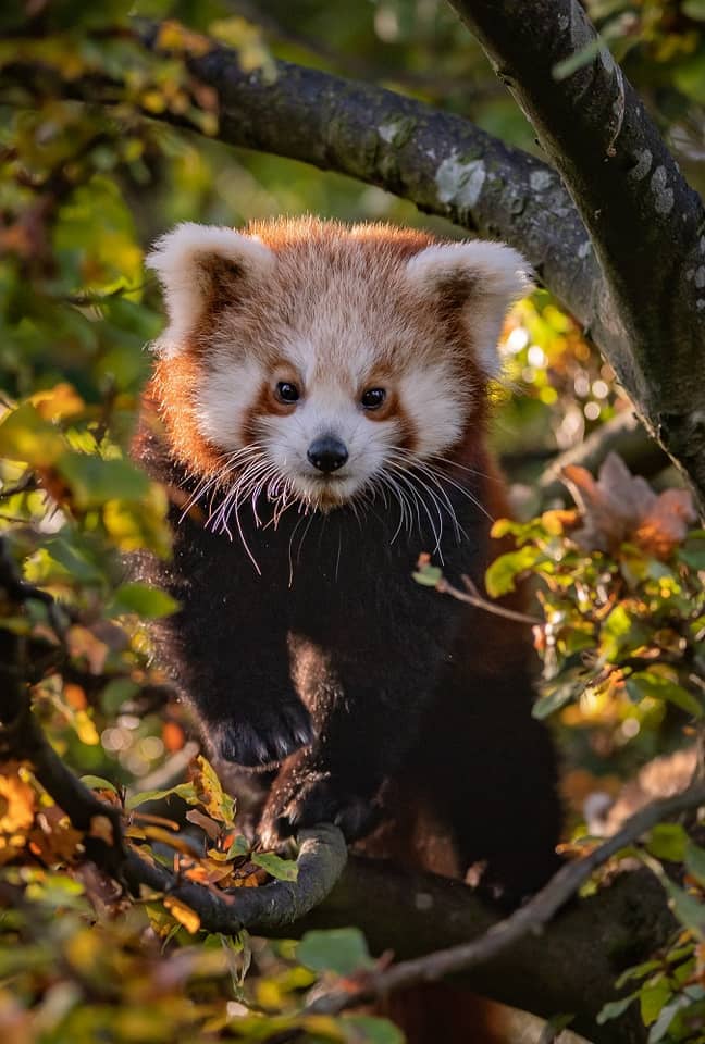  Chester Zoo's Red panda cubs have been spotted emerging from their den for the first time. (Credit: Chester Zoo)