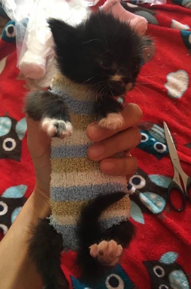 The Putney RSPCA hospital will take old socks, new sock and knitted versions (Credit: RSPCA Putney Animal Hospital)