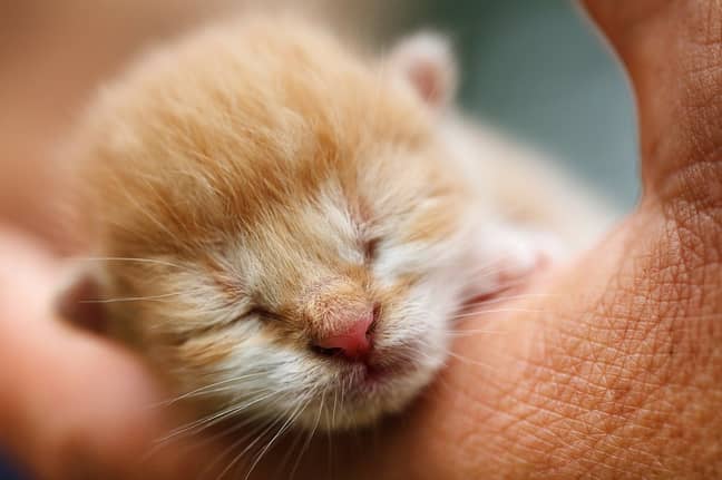 Kittens can get pregnant from as young as four months (Credit: Pexels) 