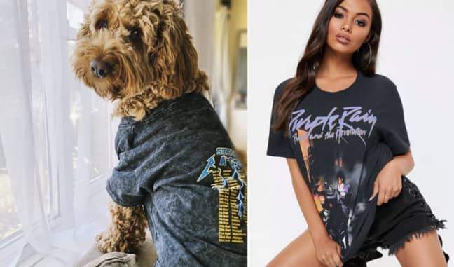 You can get a band tee for your edgy pooch (Credit: Missguided) 