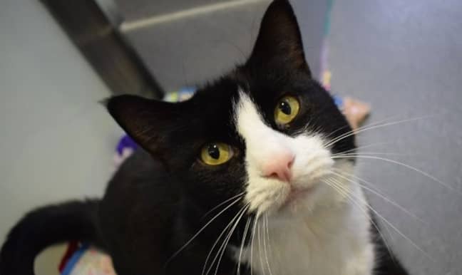 Smudge has also found somewhere to live (Credit: Battersea Dogs &amp; Cats Home)