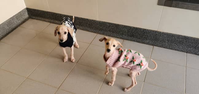 Holly and Ivy will need adopting in the new year (Credit: RSPCA)