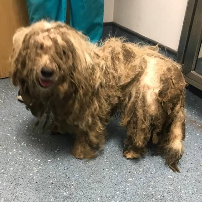Frankie's coat was so matted, he could barely walk (Credit: RSPCA)