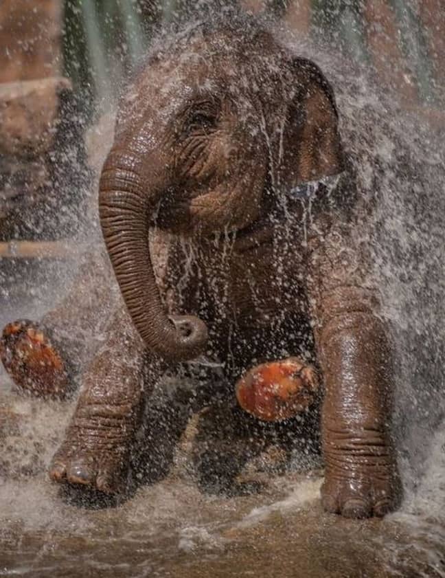 The events take place every Friday as part of a virtual tour of the well-known attraction and have been a hit with families (Credit: Chester Zoo)