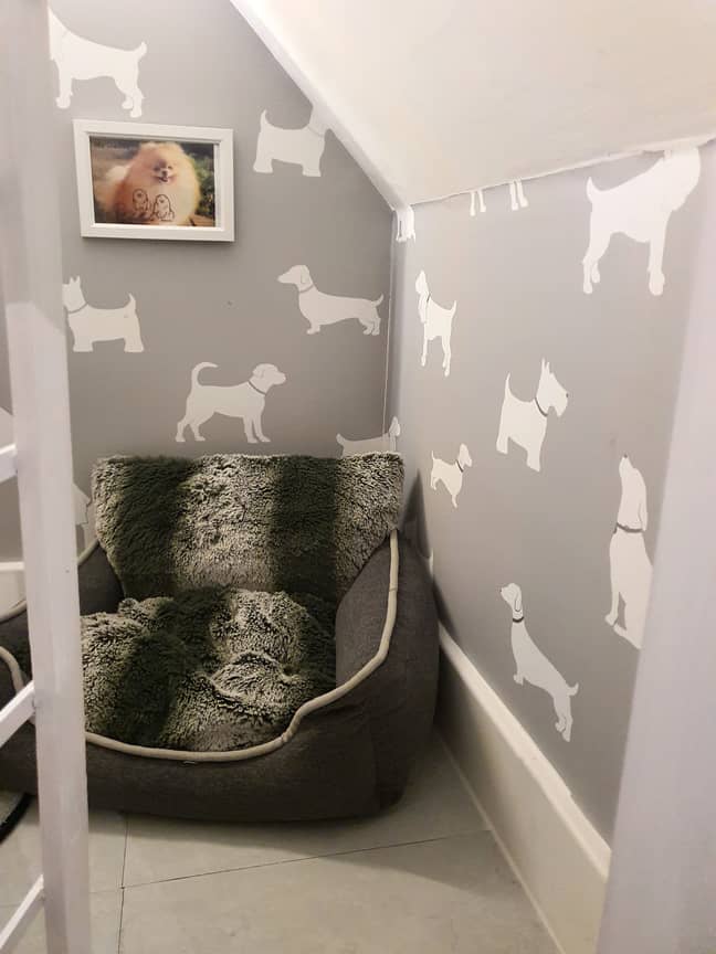 The cupboard is now perfect for a dog to lounge in (Credit: Caters)