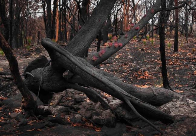 The fires in this woodland in New South Wales were just 5km from Mary's home (Credit: Kennedy News and Media)
