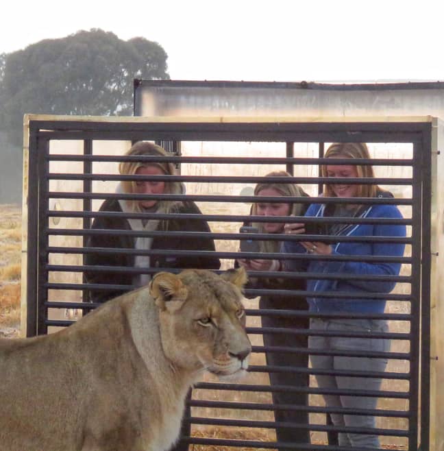 Thrill-seeking tourists can get up close and personal with the lions (credit: Caters)