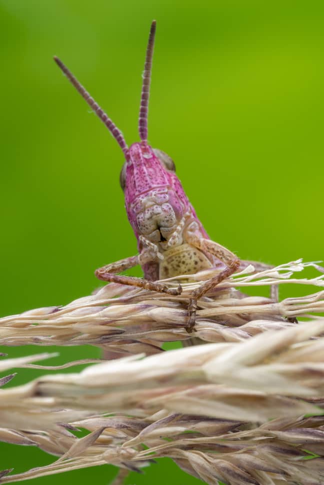 Young female meadow grasshoppers can be a pink or purple-red shade before they develop green coating (Credit SWNS)