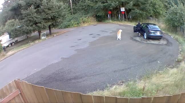 The dog can be seen on the roadside (Credit: Brandon Price)