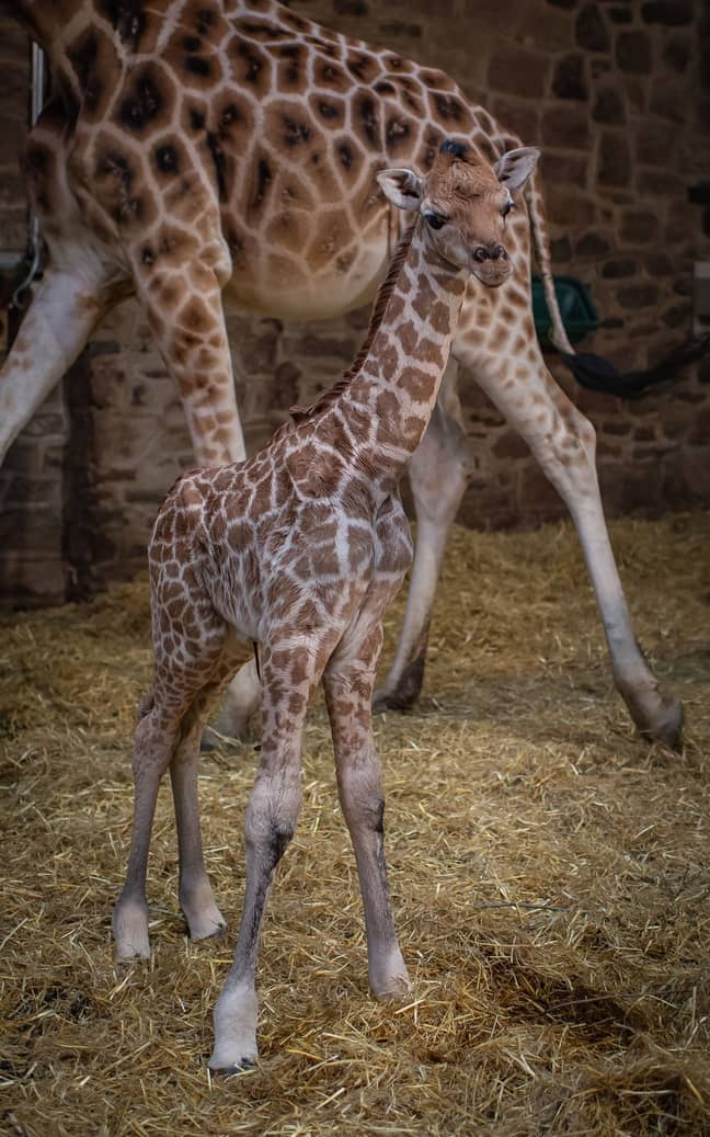 Credit: Chester Zoo
