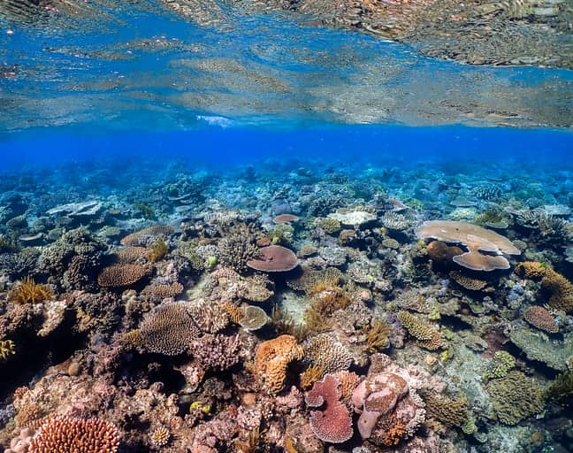 One third of the world's coral reefs were affected by bleaching in 2016 (Credit: Unsplash)