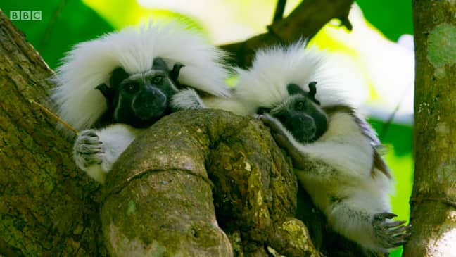 The Cotton Topped Tamarind Monkeys are losing their habitats (Credit: BBC)