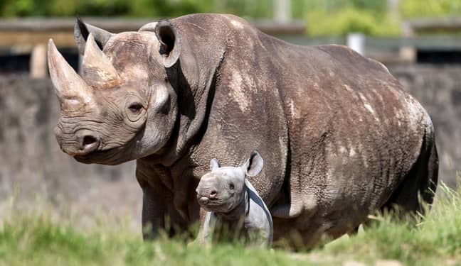 You'll be looking after rhinos, giraffes and zebras (Credit: PA)