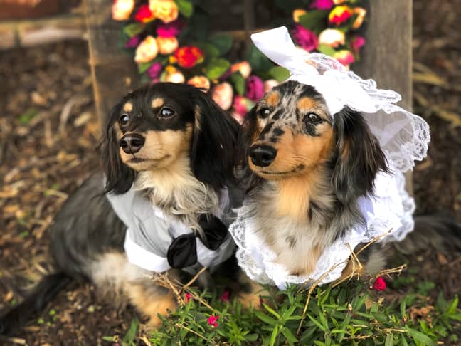 The cute pooches had outfits fit for the big day. (Credit: Caters)